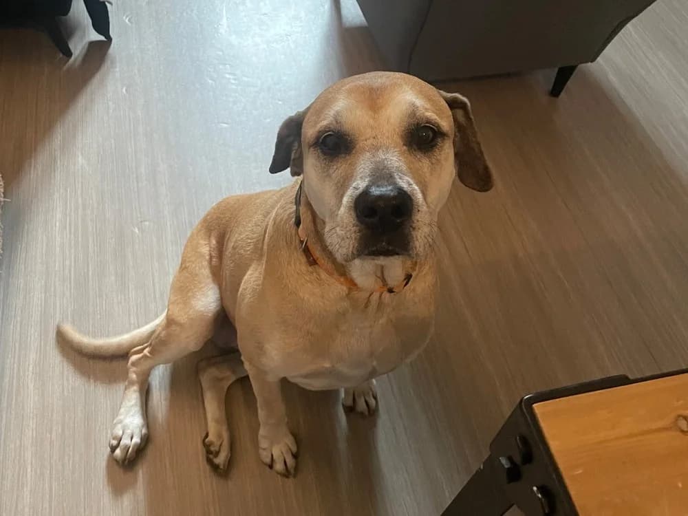 MILKA, female senior Mastiff for adoption at SPA Arras (Tilloy), Arras