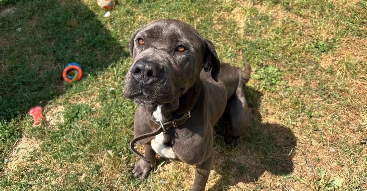 TANGO, male 3yo mixed breed for adoption at SPA Arras (Tilloy), Arras