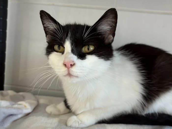 MARGOT, female 4yo mixed breed for adoption at SPA Arras (Tilloy), Arras
