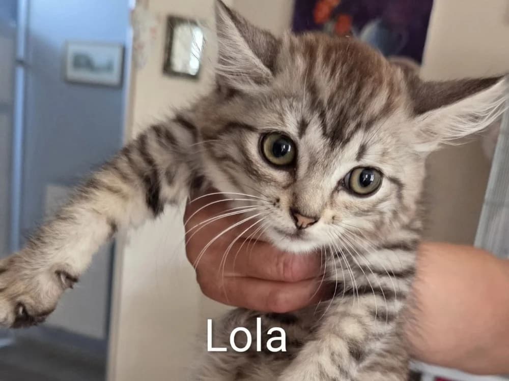 LOLA, female Mixed Breed for adoption at SPA Arras (Tilloy), Arras