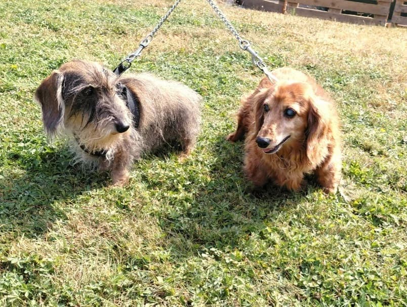 HARRY, male senior Brittany Spaniel for adoption at SPA Arras (Tilloy), Arras