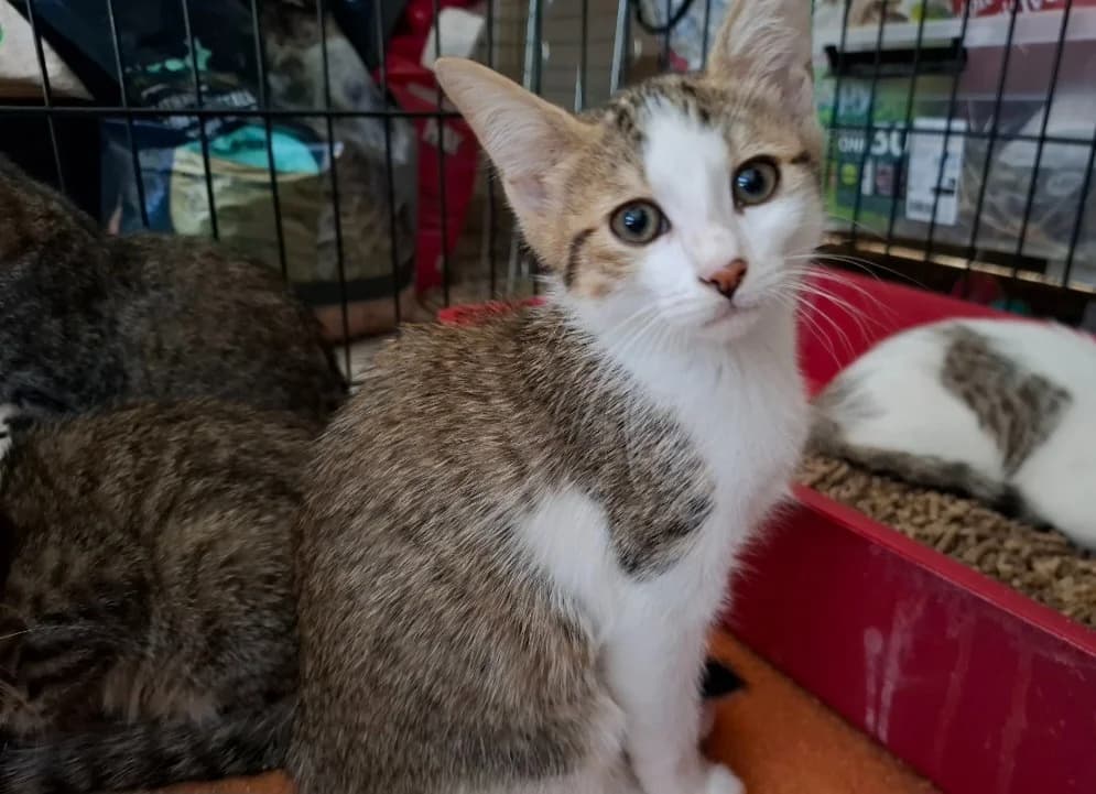 ALYA, male Mixed Breed for adoption at SPA Arras (Tilloy), Arras