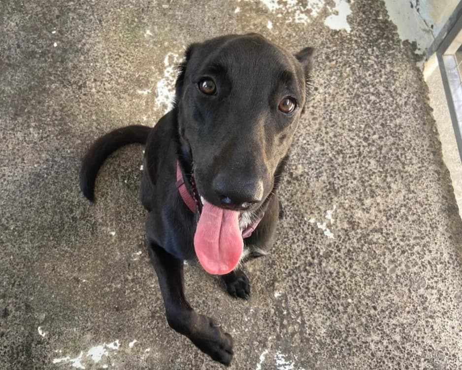 RUBIE, female young Mixed Breed for adoption at SPA Arras (Tilloy), Arras
