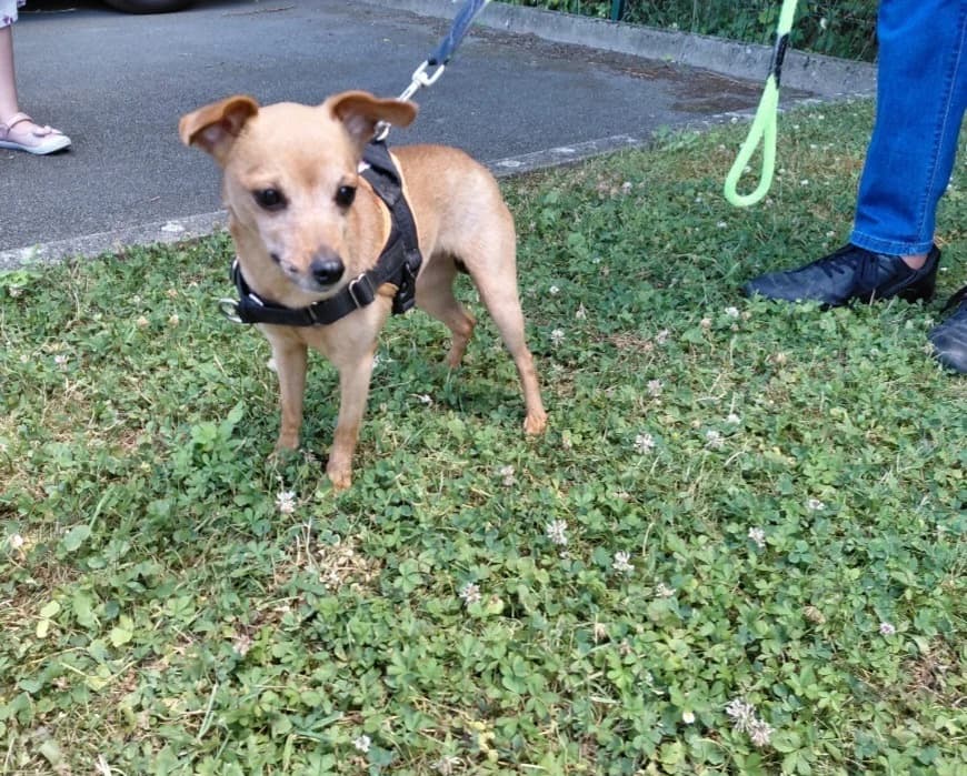 ENIGMA, female senior Mixed Breed for adoption at SPA Arras (Tilloy), Arras