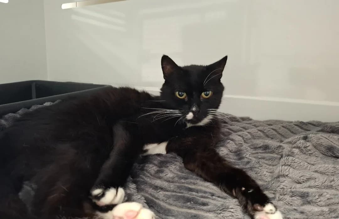 Pitache, female 4yo Mixed Breed for adoption at SPA Arras (Tilloy), Arras