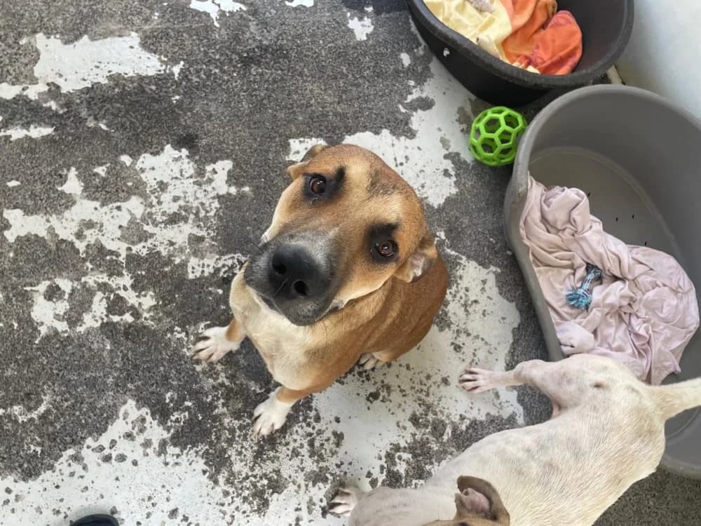 MAX, male mixed breed for adoption at SPA Arras (Tilloy), Arras