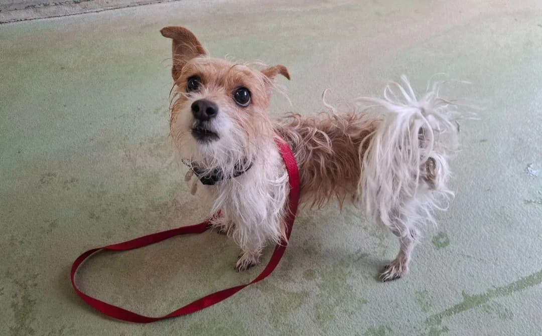ROCKY, male young mixed breed for adoption at SPA Arras (Tilloy), Arras