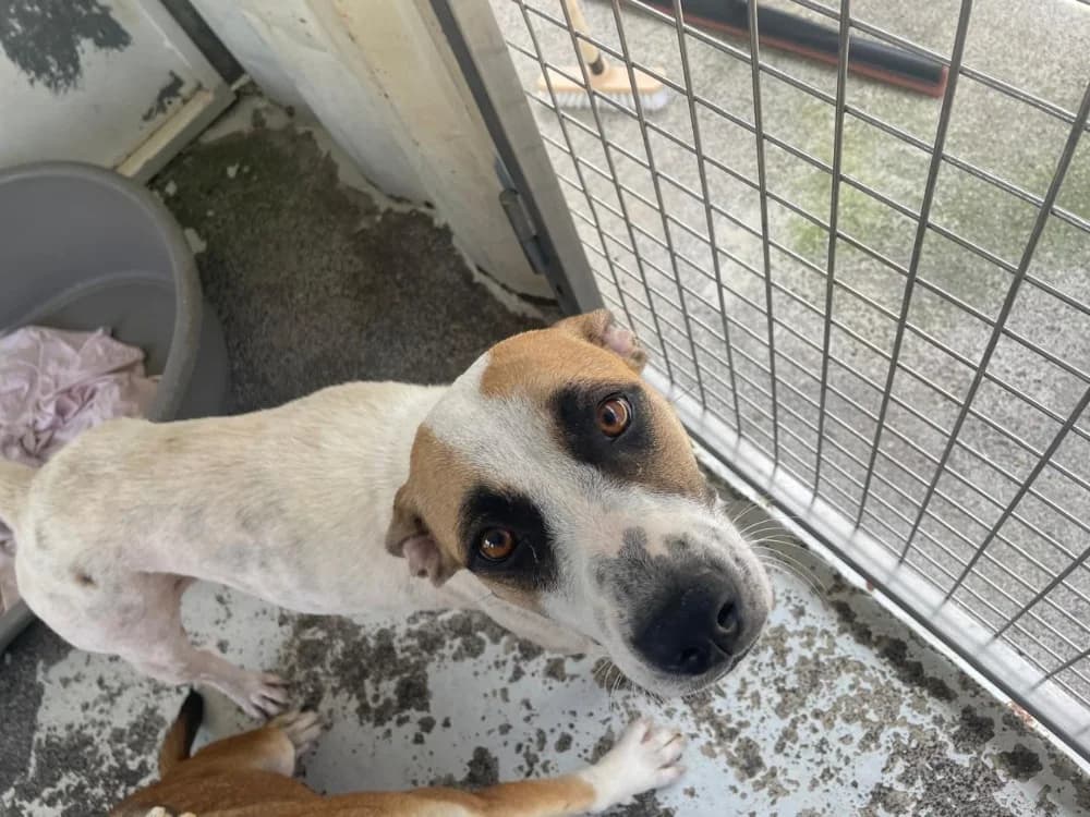 GIDGET, female Mixed Breed for adoption at SPA Arras (Tilloy), Arras
