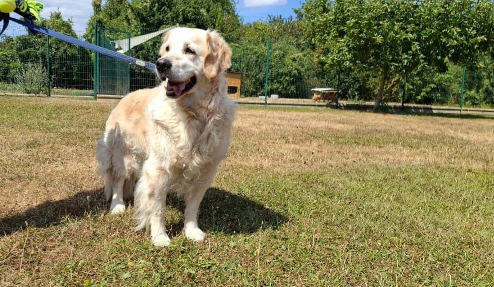 Chipie, female senior mixed breed for adoption at SPA Arras (Tilloy), Arras