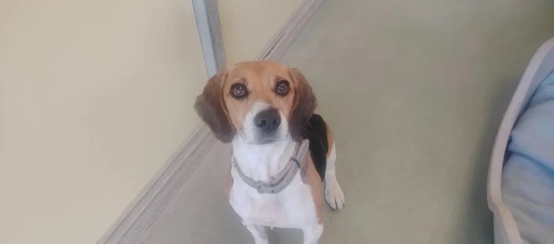 OLLIE, female senior mixed breed for adoption at SPA Arras (Tilloy), Arras