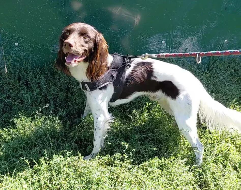 Hunter, male young mixed breed for adoption at SPA Arras (Tilloy), Arras