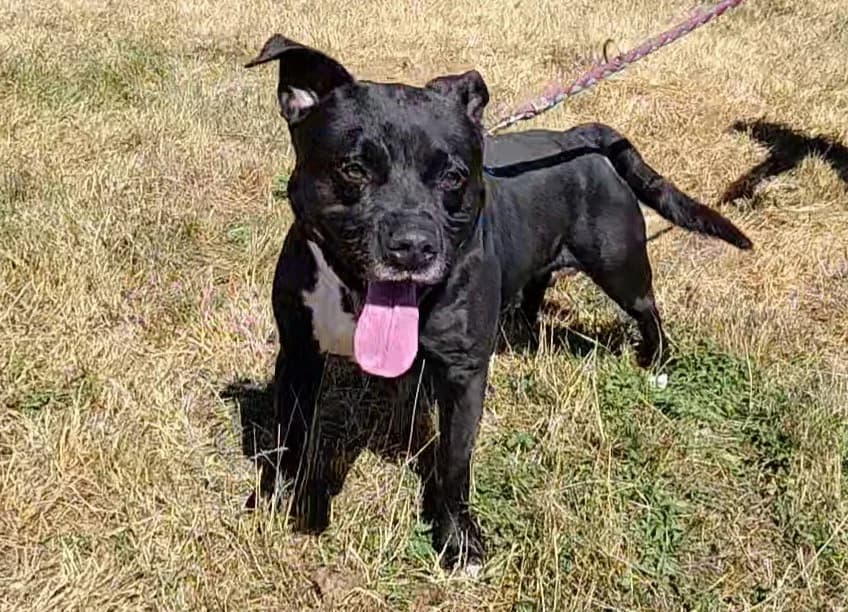 AÏKO, male 6yo American Bully for adoption at SPA Arras (Tilloy), Arras