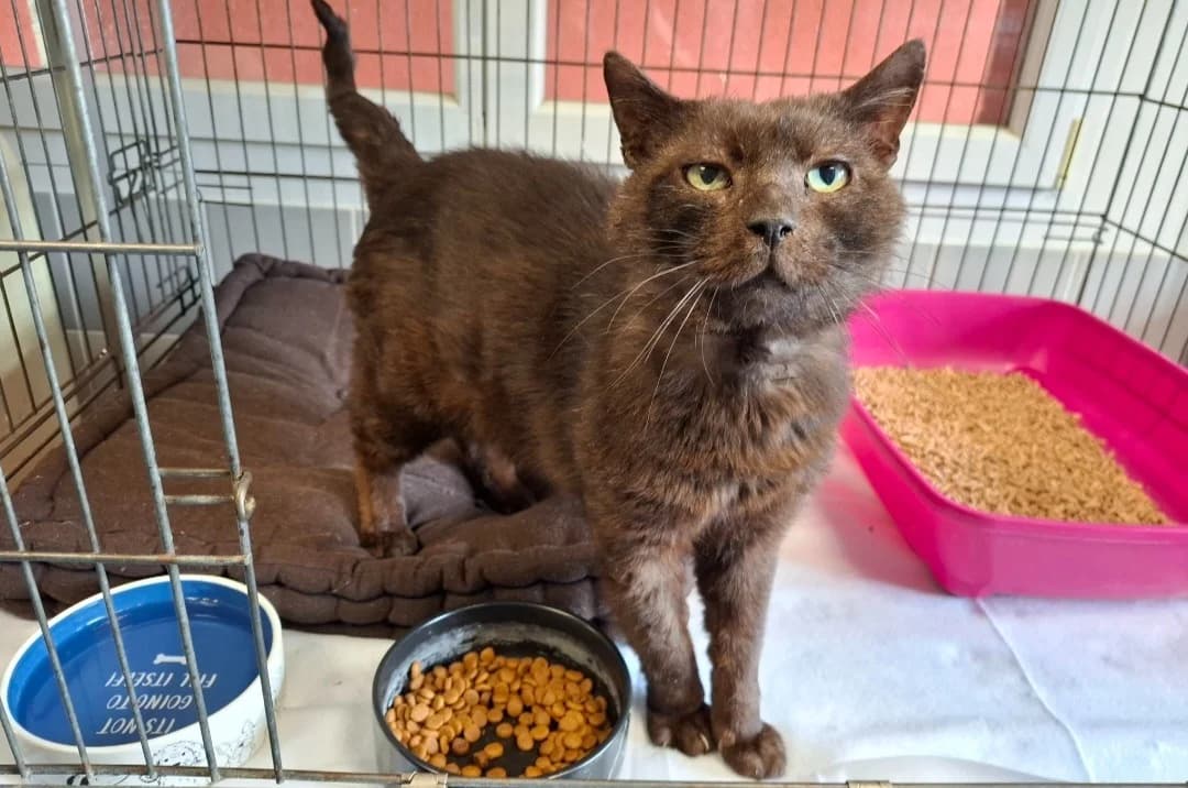 KAWA, male 5yo mixed breed for adoption at SPA Arras (Tilloy), Arras