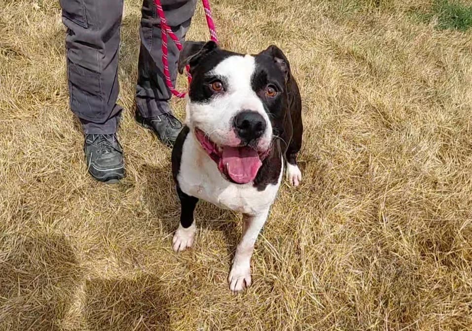 BOUILLE, male 4yo American Bully for adoption at SPA Arras (Tilloy), Arras
