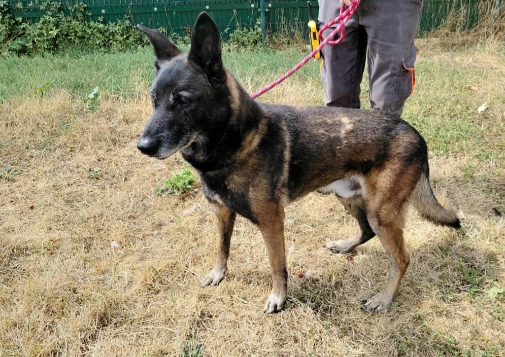 LIPSO, male senior Belgian Malinois for adoption at SPA Arras (Tilloy), Arras