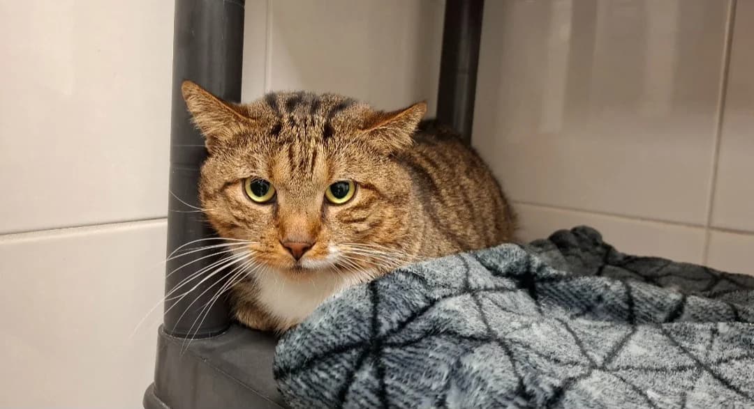 YODA, male 5yo Mixed Breed for adoption at SPA Arras (Tilloy), Arras