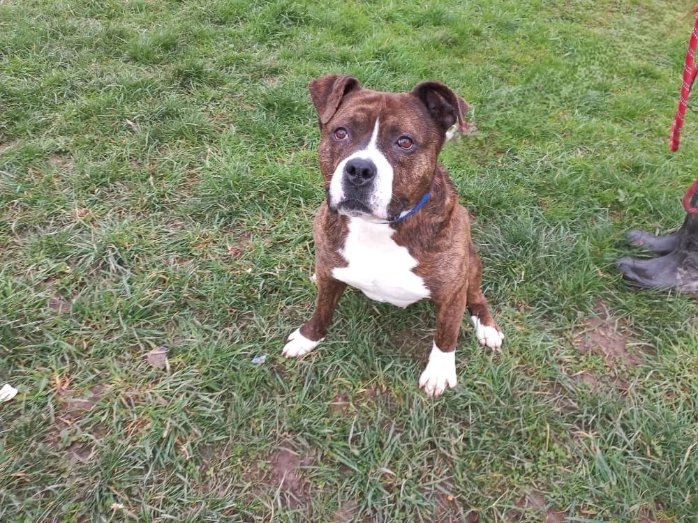 Hermès, male 6yo Mixed Breed for adoption at SPA Arras (Tilloy), Arras