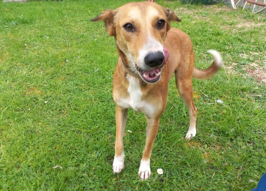 ZOREILLE, male young mixed breed for adoption at SPA Arras (Tilloy), Arras