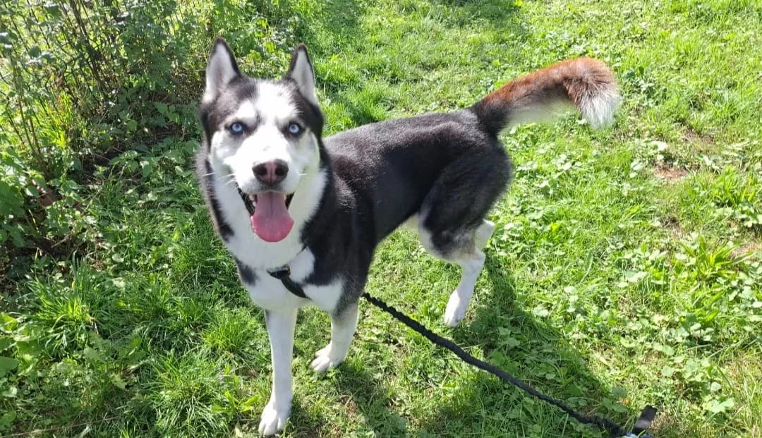 THANOS, male 3yo Husky for adoption at SPA Arras (Tilloy), Arras