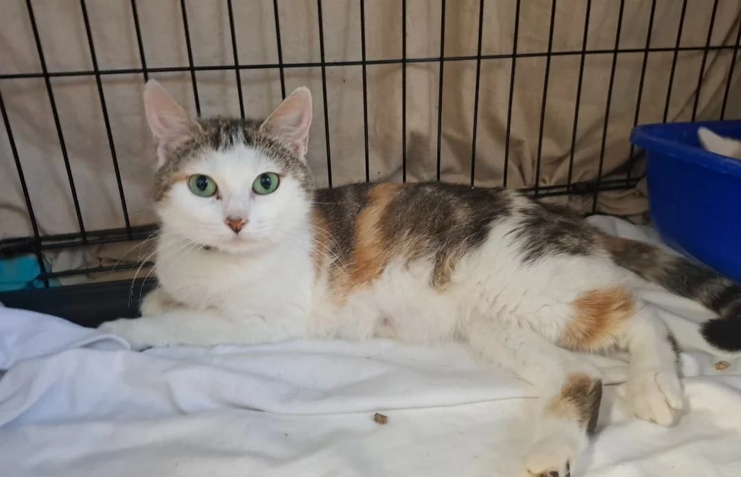 RICOTTE, female young Mixed Breed for adoption at SPA Arras (Tilloy), Arras