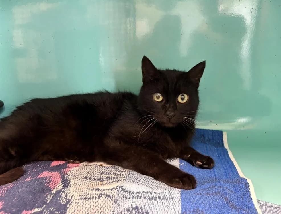 PRINCESSE, female senior mixed breed for adoption at SPA Arras (Tilloy), Arras