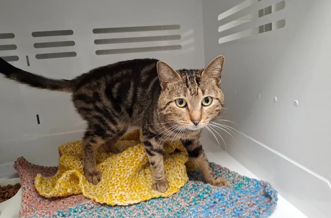 ROYCE, male 6yo Mixed Breed for adoption at SPA Arras (Tilloy), Arras