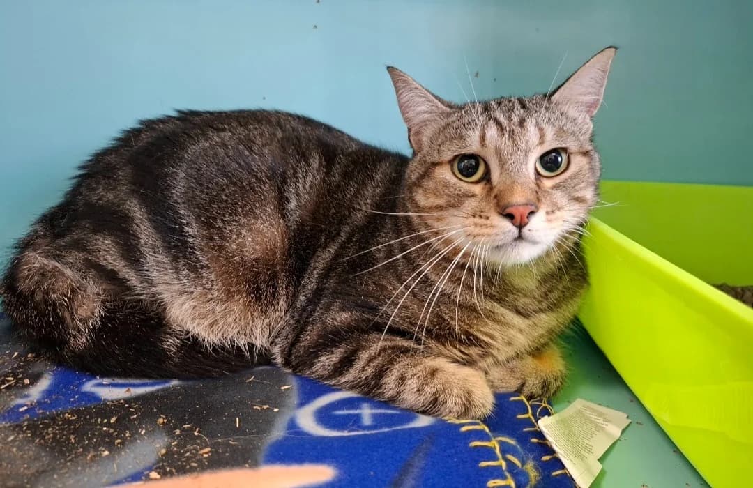 Chaton, male young Mixed Breed for adoption at SPA Arras (Tilloy), Arras