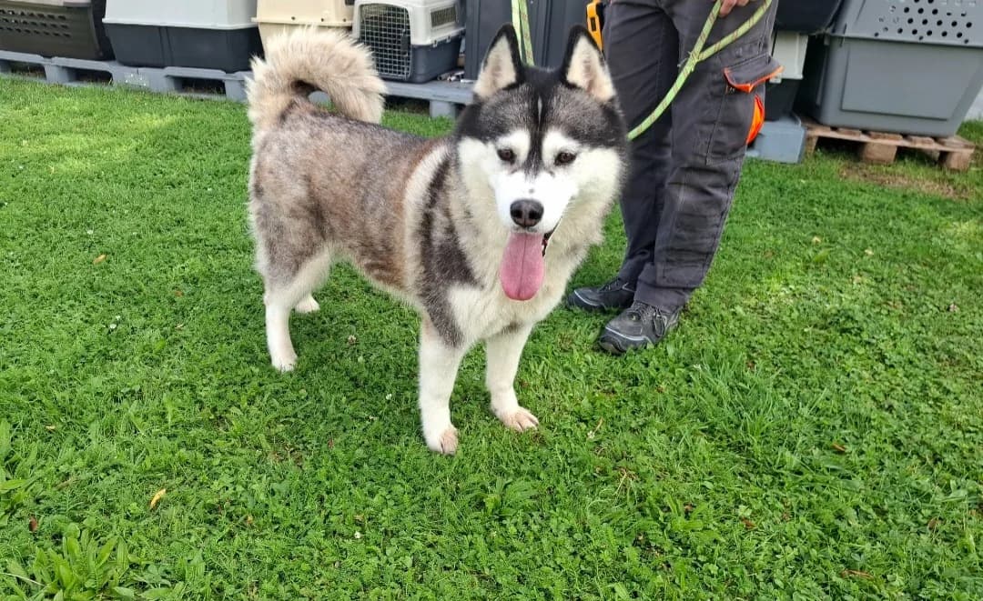 ARKOUNA, female 5yo Husky for adoption at SPA Arras (Tilloy), Arras