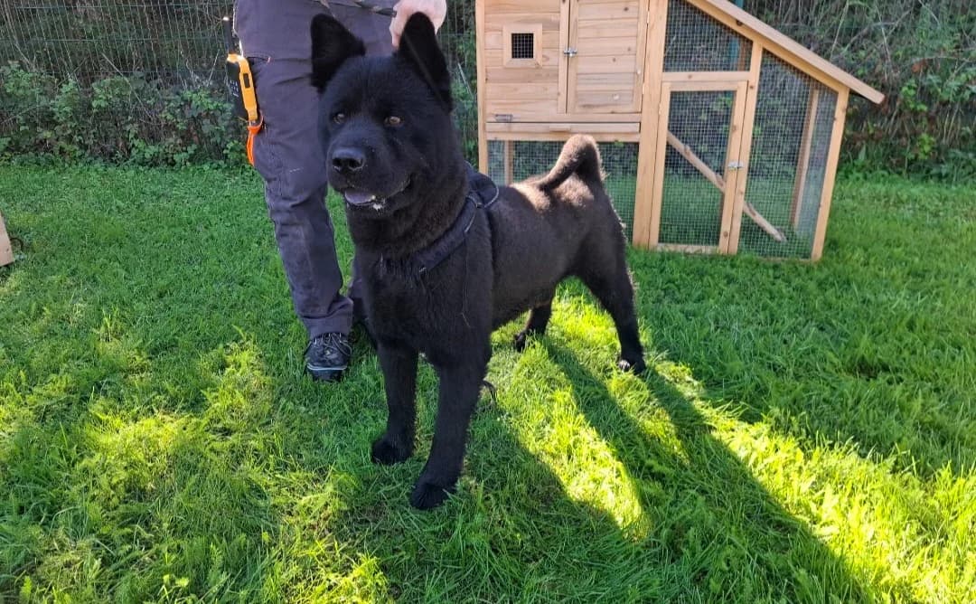 JACK, male 3yo Yorkshire Terrier for adoption at SPA Arras (Tilloy), Arras
