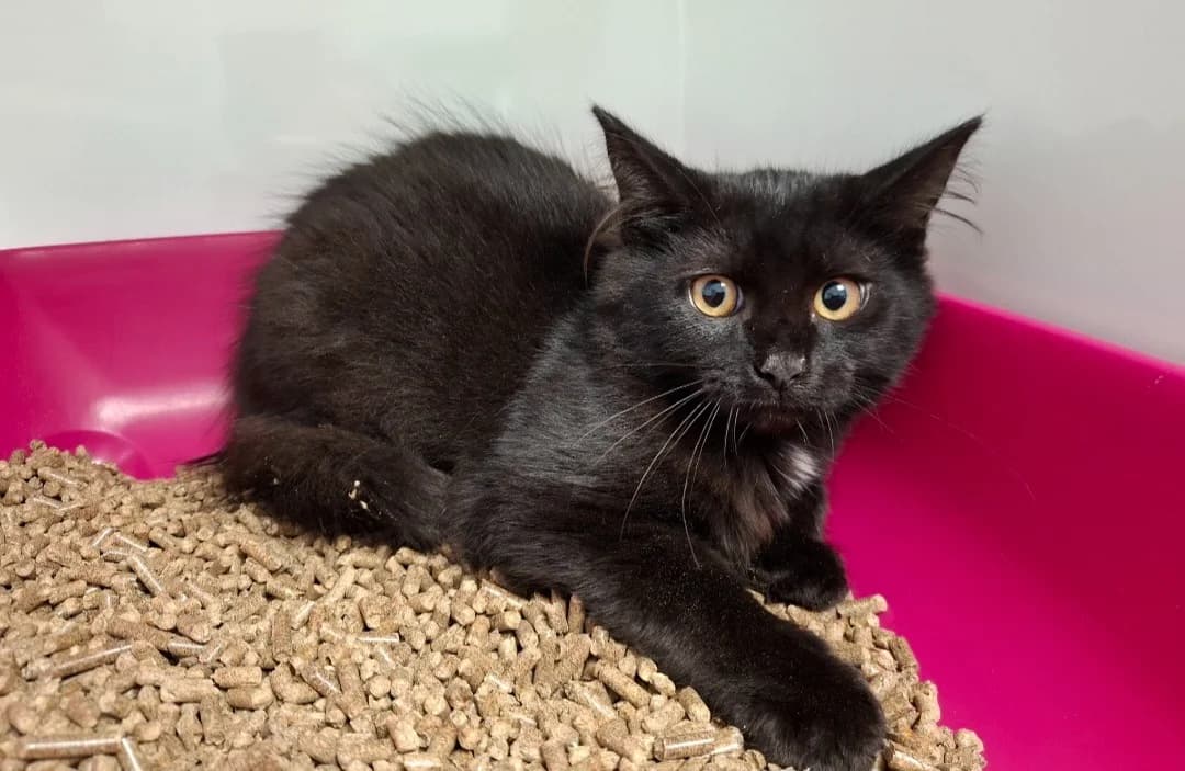 SISLEY, male Mixed Breed for adoption at SPA Arras (Tilloy), Arras