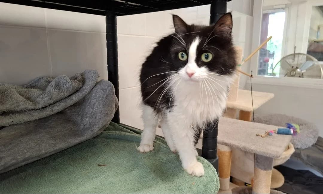 PLUME, female 5yo Mixed Breed for adoption at SPA Arras (Tilloy), Arras