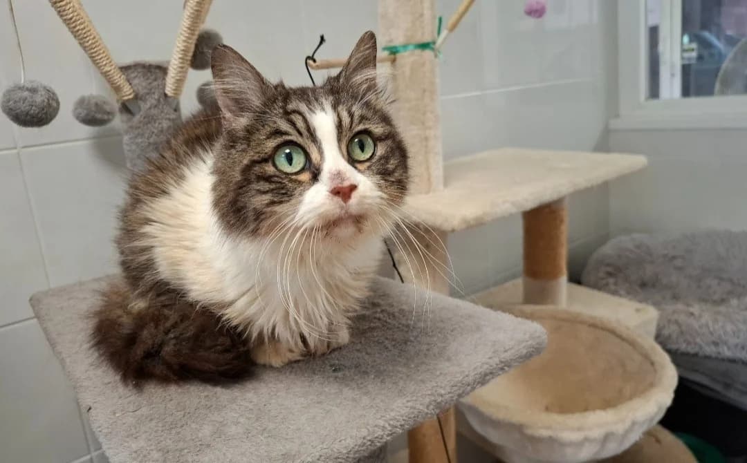 NUAGE, female senior Mixed Breed for adoption at SPA Arras (Tilloy), Arras