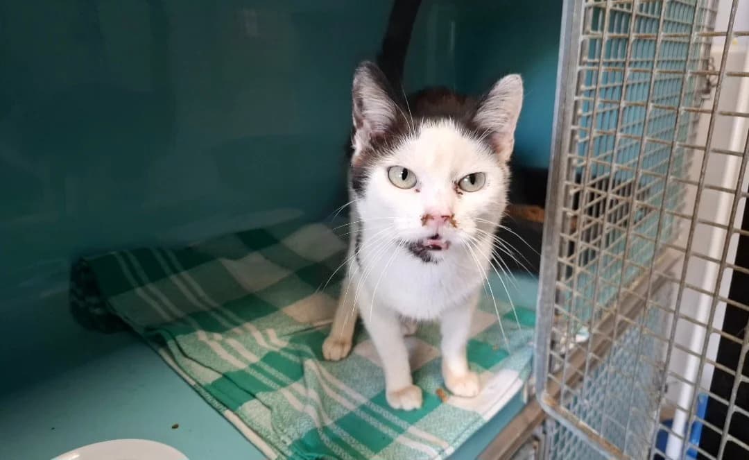 EDEN, male mixed breed for adoption at SPA Arras (Tilloy), Arras