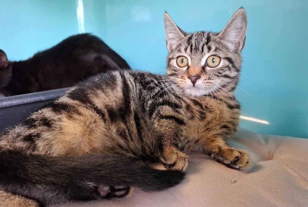 MEGANE, female Mixed Breed for adoption at SPA Arras (Tilloy), Arras
