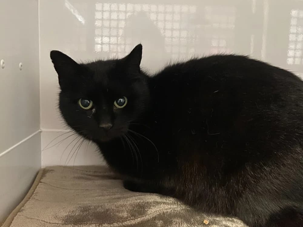 Barbe, female 6yo mixed breed for adoption at Gerhard Cramer), Arry