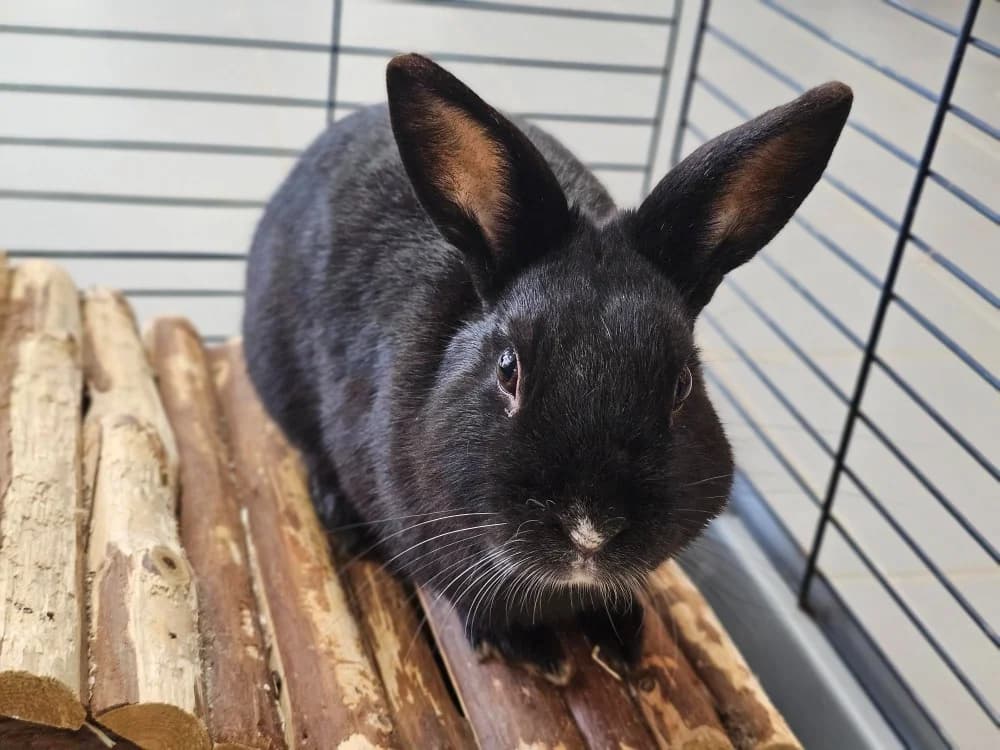 Cracotte, male mixed breed for adoption at Arry