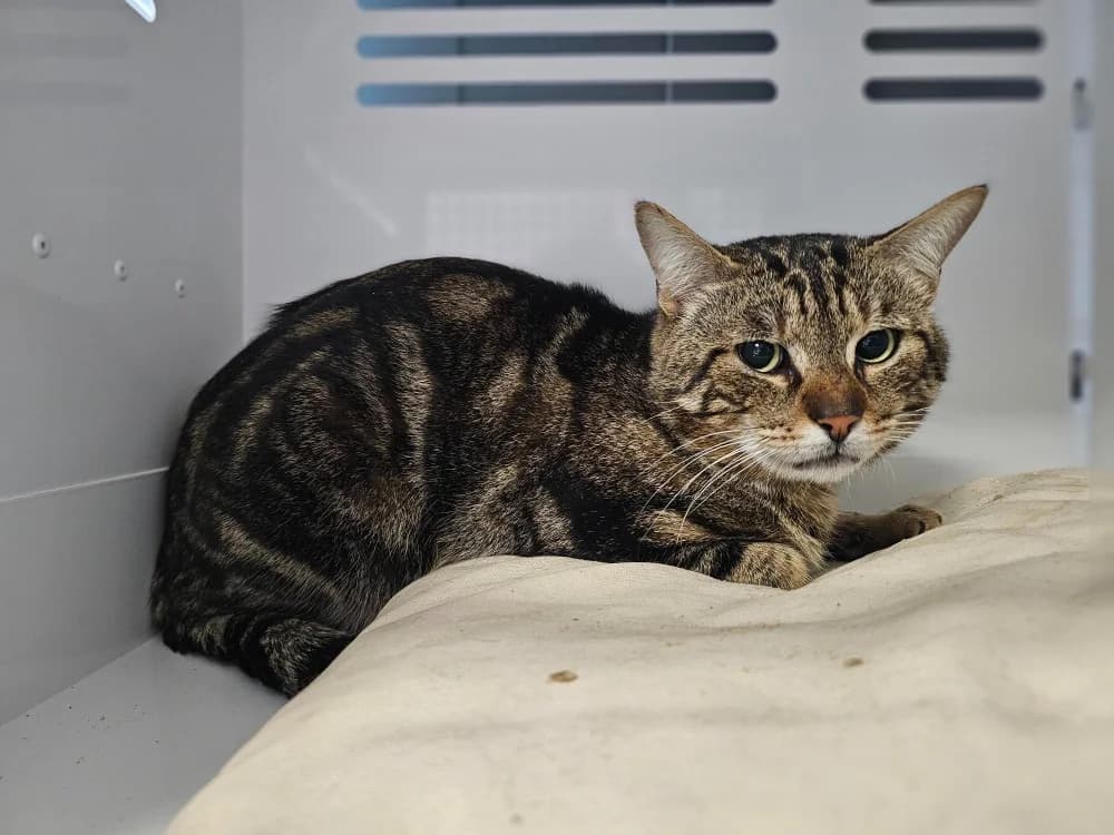 BENGAL, male mixed breed for adoption at Arry