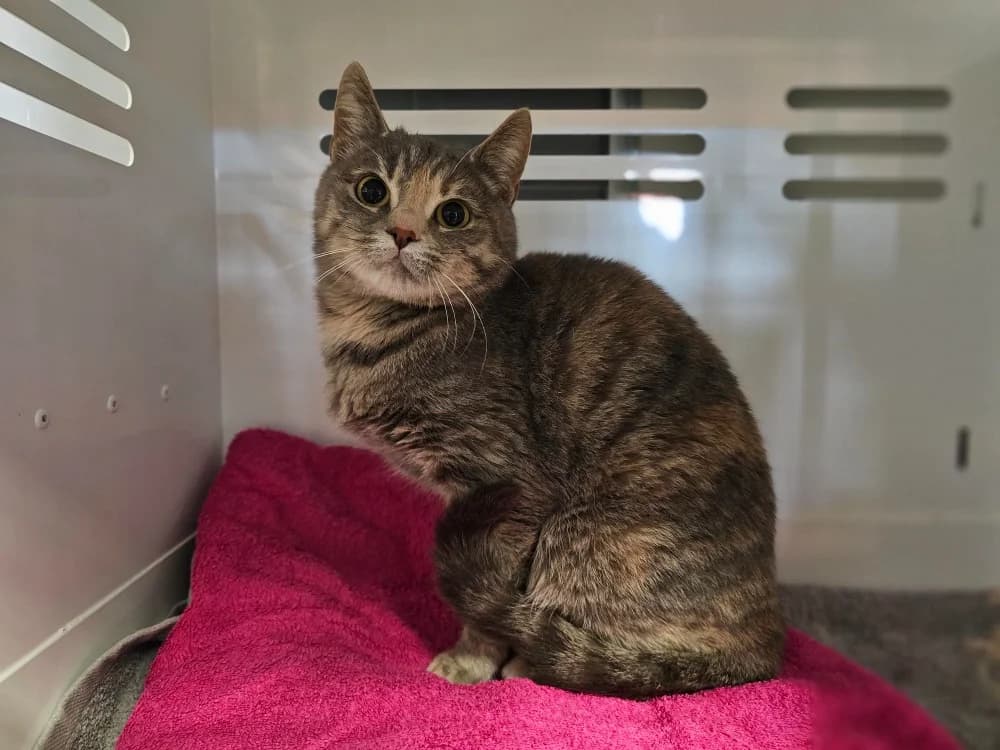 Guapa, female mixed breed for adoption at Gerhard Cramer), Arry