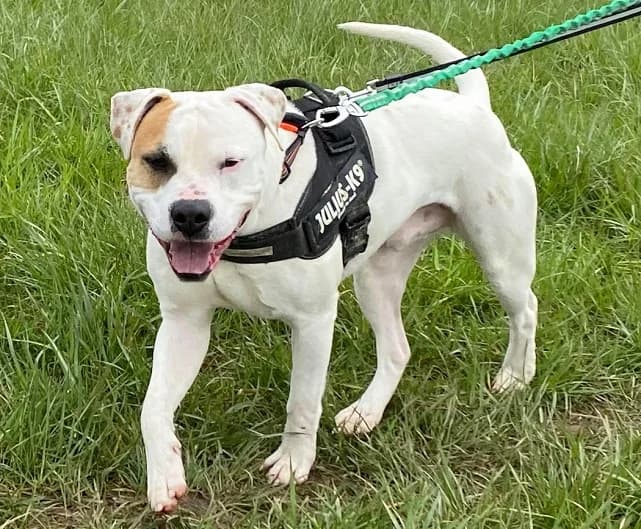 ROCKY, male 6yo French Bulldog for adoption at Gerhard Cramer), Arry