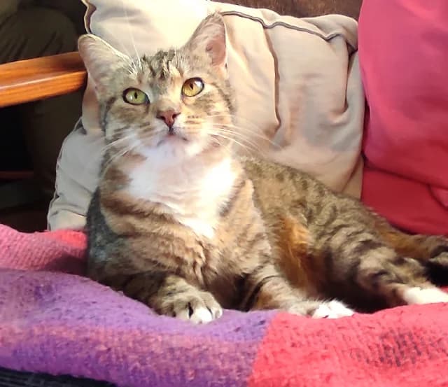 maelle, female 5yo Mixed Breed for adoption at Gerhard Cramer), Arry