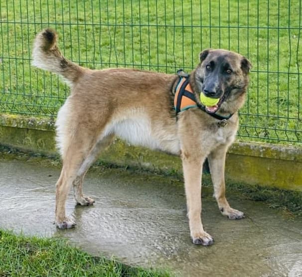 ANAYA, female young Belgian Malinois for adoption at Gerhard Cramer), Arry