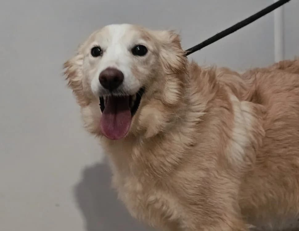 FOUFANA, female senior Border Collie for adoption at Gerhard Cramer), Arry