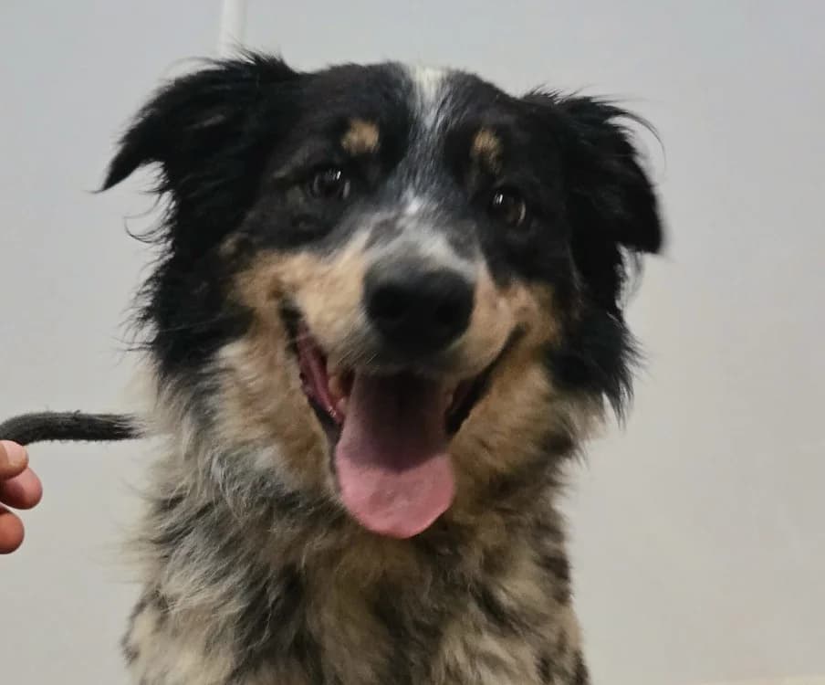 ESTHER, female 4yo Border Collie for adoption at Gerhard Cramer), Arry