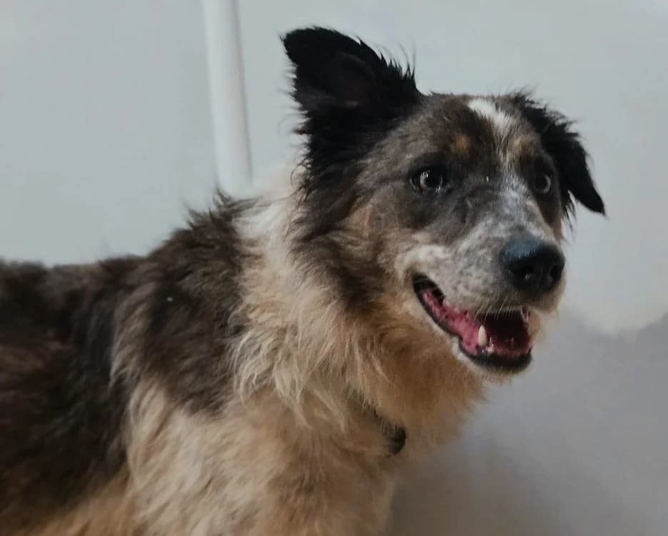 MINDY, female young Border Collie for adoption at Gerhard Cramer), Arry