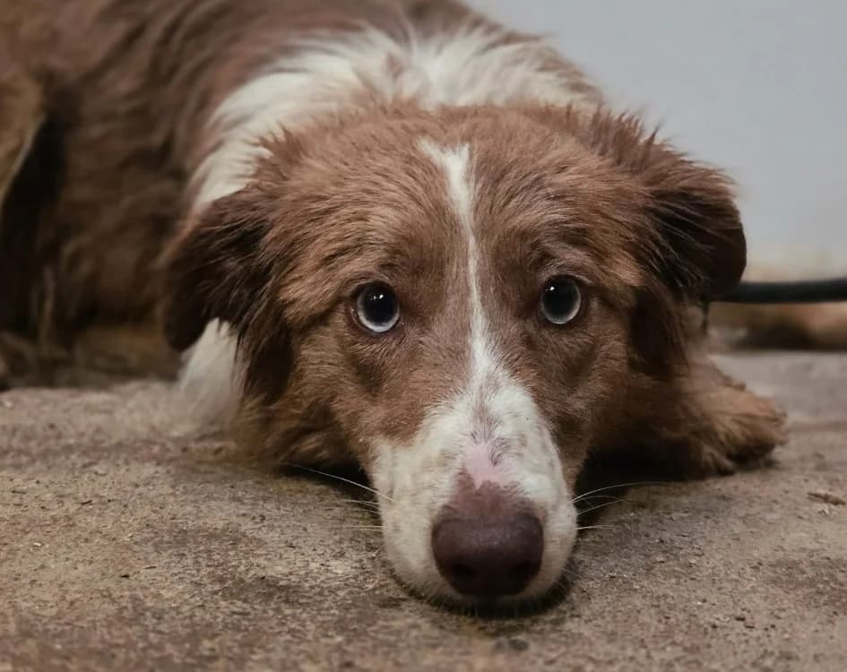 FABI, female young Border Collie for adoption at Gerhard Cramer), Arry