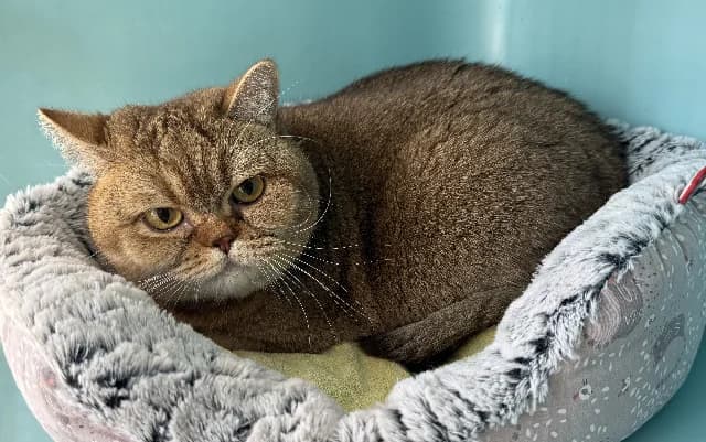 upi, female 3yo Mixed Breed for adoption at Gerhard Cramer), Arry
