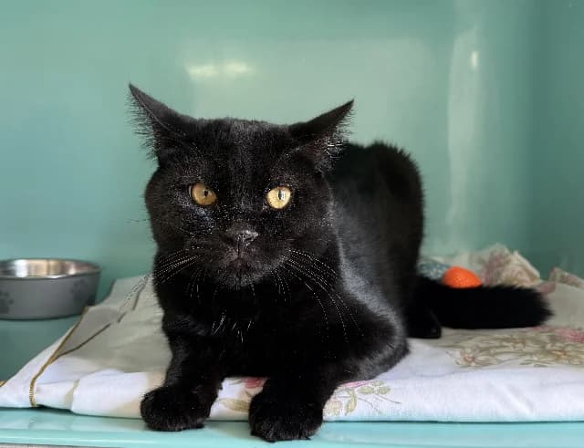 black, male 5yo Mixed Breed for adoption at Gerhard Cramer), Arry