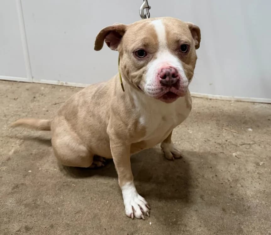 VENUS, female young American Bully for adoption at Gerhard Cramer), Arry