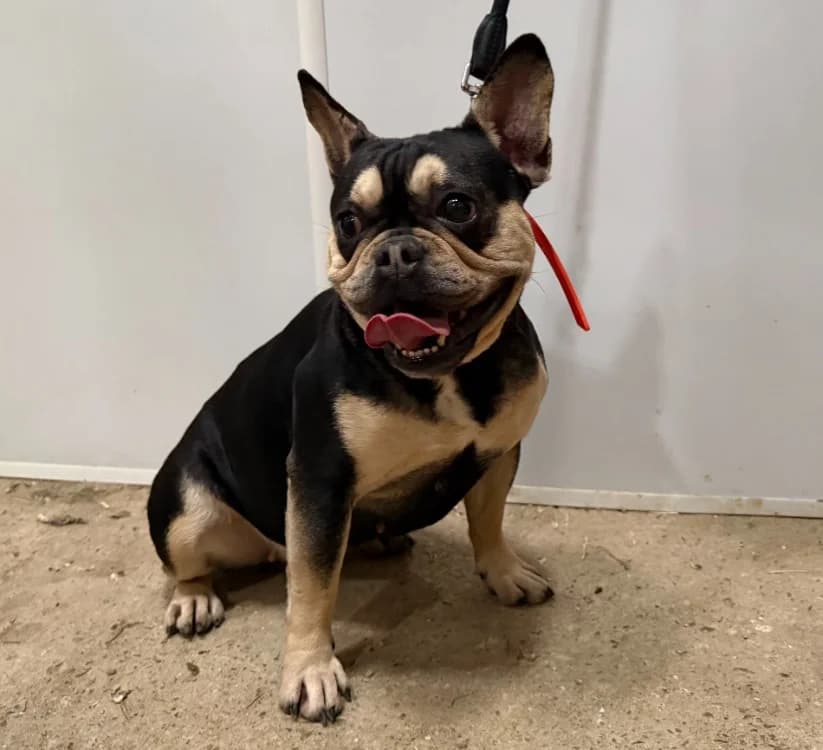 BULMA, female young French Bulldog for adoption at Gerhard Cramer), Arry