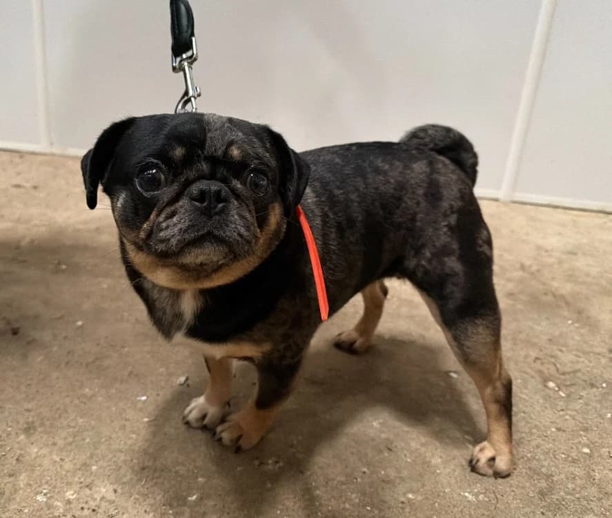 PIKA, female 5yo Pug for adoption at Gerhard Cramer), Arry